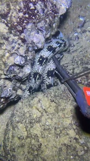 Full Process of Catching Eels, Crabs & Sea Cucumbers Underwate #eels #fishing #eelcatch