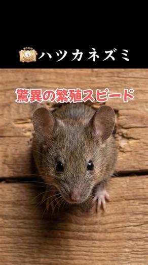 【毎日30秒アニマル図鑑】ハツカネズミ編：驚異の繁殖力と身体能力 #shorts #mouse ＃ネズミ