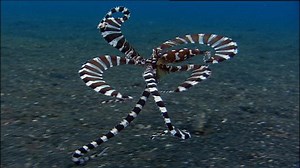 Video: Biodiversity and the human implications - Revision guides: Life on Earth: Video playlist - BBC Bitesize