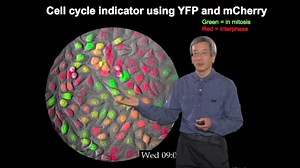 Fluorescent Protein Indicators