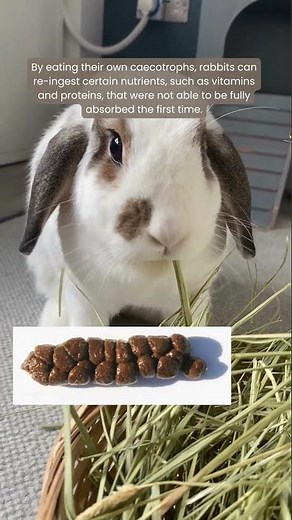 Why Do Rabbits Eat Rabbit Poo? | All you Need to Know About Bunny Droppings | Rabbit Caecotrophs