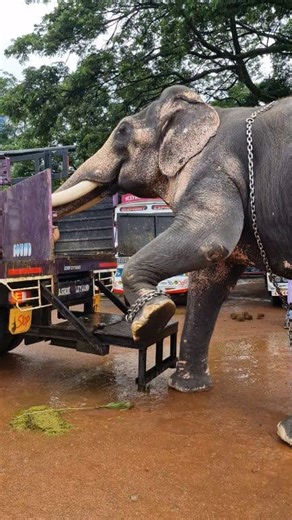 indian Elephant video ll Elephant stesp down from lorry | ആനക്കാര്യം aanakkaryam