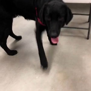 Meet Puddin. Who wouldn’t want some puddin in their life?! This beautiful playful lab mix is waiting at our adoption center ready to steal your heart. #blacklabs #fflgilbert #gilbertaz #foreverhome | Friends for Life Animal Rescue