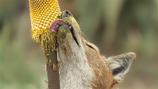 Do Wolves Pollinate? Large Carnivores Seen Slurping On Nectar For First Time