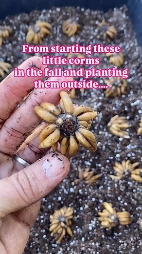 Meg || Missouri Flower Farmer || Zone 6b on Instagram: "Comment: CORMS & I’ll send you the link to Growing Ranunculus- A Complete Guide! The most beautiful flower you’ll ever grow! I’ve never ever heard of anyone say - ‘I grew ranunculus & hated it’ it just doesn’t happen. 🤪Seriously the best flower! 💗 #flowers #flowerfarm #flowerfarmer #ranunculus"