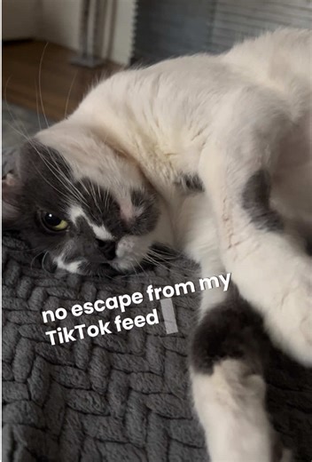 Bohemian Cats: A Show of Pet Creativity