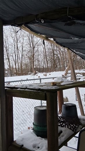 How to feed a squirrel pt. 55 Extreme Cold and Snow