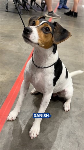 507K views · 7.3K reactions | New year, new AKC-recognized breed! Help us welcome the Danish-Swedish Farmdog to the Working Group.  | American Kennel Club | Facebook