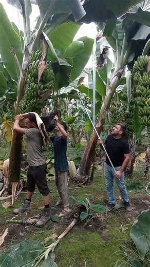 Harvesting Bananas: Techniques in Agriculture