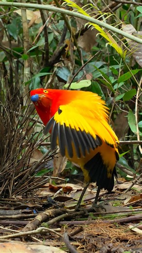 UNESCO on Instagram: "A simple dance can reveal the health of an entire ecosystem. 💚 Shaped over millennia, these courtship rituals unfold only when nature is in balance. They remind us that biodiversity, culture and knowledge are deeply interconnected, and that protecting life on Earth requires understanding and care. Safeguarding this delicate balance lies at the heart of UNESCO’s mandate, across education, science, culture and designated sites worldwide. Every day, this mission is strengthen