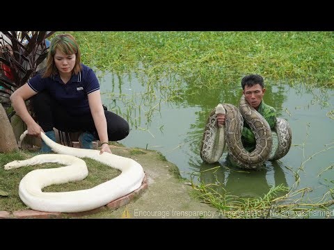 Shocking Discovery: Giant Python Invades the Farm — Traditional Method to Render Python Fat! 😲🐍🔥