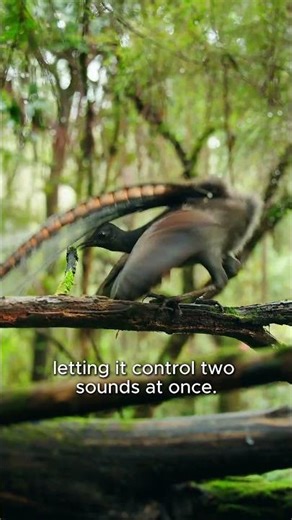 You Won’t Believe What This Bird Can Imitate 🤯👉