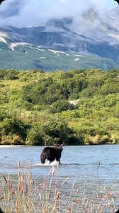 How fast can a brown bear run? The standard answer is up to 35 miles an hour, but the more relevant question is ‘how fast can they move?’ Lightning fast. A good example would be Otis, the old, enormous brown bear often seen fishing in Brooks Falls. He would sit still for hours in the base of the falls, seemingly asleep and then suddenly lunge forward, grabbing a salmon. #wildlifeaddicts #fast #bears #animals #animalkingdom #ourplanetdaily #wild #alaskawildlife @kodiakairservice | Kodiak Island E