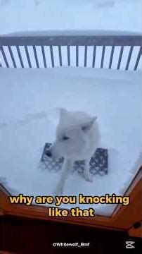 Mother WolF Crying - See what happened Next #wolfrescue #shorts