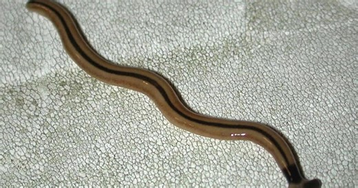 Spring is here, and this toxic, invasive worm is showing up in Ontario gardens. Here’s what to do if you find one