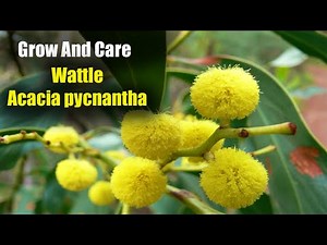 How To Grow And Care for Wattle | Acacia pycnantha