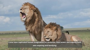 10 Unforgettable Human-Lion Encounters: From Survival to Conservation