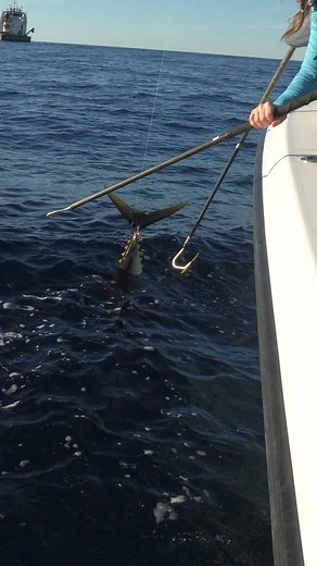 36K views · 1.1K reactions | Best Tuna Explosion I've Ever Seen! #fishing | Ryan Morie Outdoors | Facebook