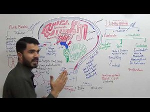 L-11 CNS Human Brain Parts and Function Fully explained in Urdu Hindi By Dr A Hadi