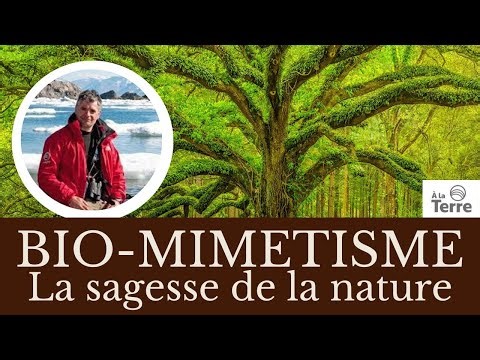 Biomimétisme : la sagesse de la Nature