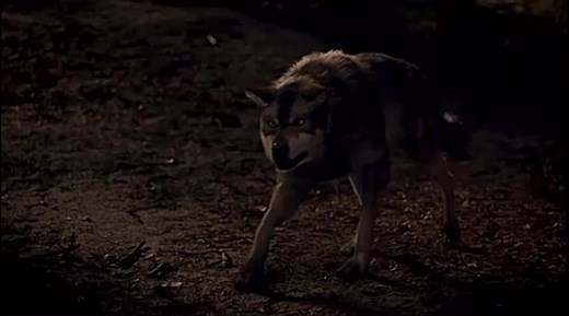 I LOVE THIS EDIT😱. #viral #wolf #wolfedit #werewolf #wolfblood #wolfbloodedit #plzgoviral❤ #foryou #fypシ #nighthowlers #nighthowlerspack #wolvesedits #wolvespack🐺