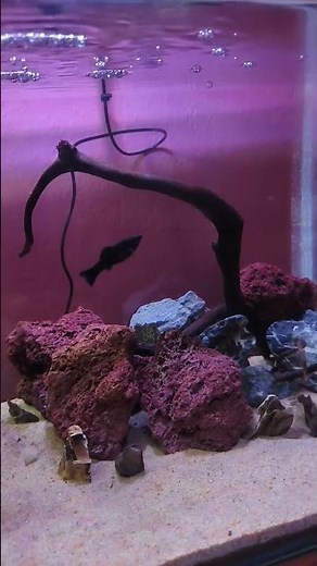 How to Care for Black Molly Fish in Your Aquarium #aquascape #fish #aquarium #mollyfish