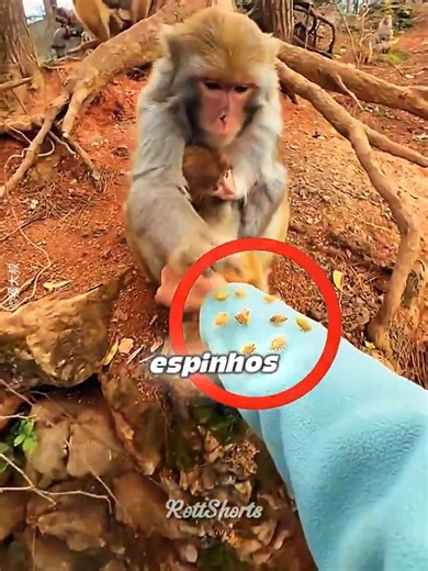 Mama Monkey did this FOR HERSELF! 🐒✨