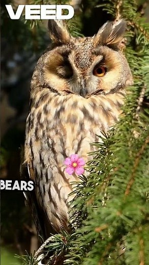 East Siberian Taiga: The Wild Heart of Winter’s Wilderness