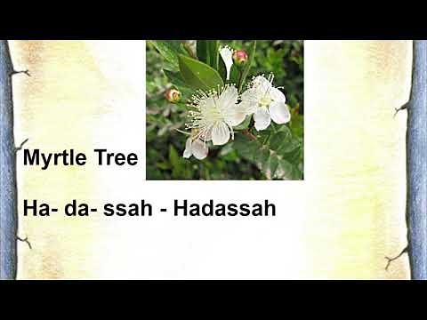How to Pronounce Hadassah In Hebrew.