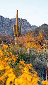 14K views · 713 reactions | Hello Spring! ☀️ ️ The Spring Equinox is here, and Tucson is blooming with sunshine, wildflowers, and endless adventures! Check out our Outdoors page on our website for info on tons of activities to enjoy in this beautiful weather! How are you welcoming spring in Tucson?  #SpringEquinox #DesertSpring #Desert #OutdoorPhotography #SonoranDesert #VisitTucson | Visit Tucson | Facebook