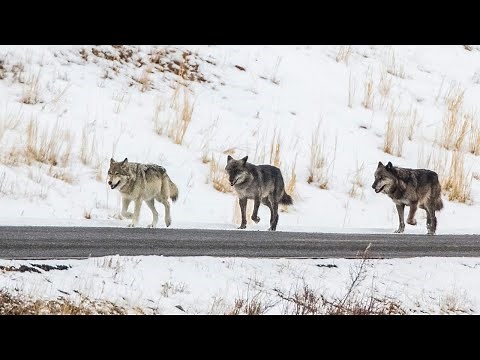 Wolf School 5: Alpha females - five generations of leading wolves in Yellowstone National Park