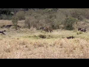 Leopard jumps out of nowhere to catch a wildebeest