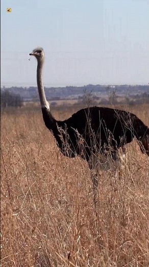 Ostrich sounds 🤎