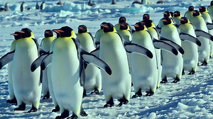 Download A large group of penguins walking in the snow for free