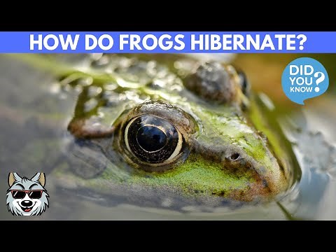 What Happens When Frogs Hibernate? (How to they do it?)