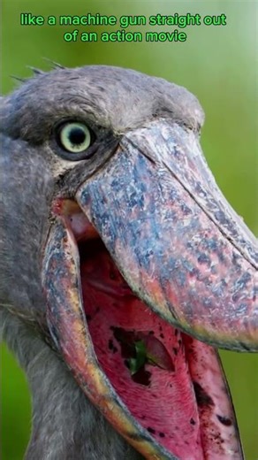 This Bird Scares Even Smaller Crocodiles... See why.