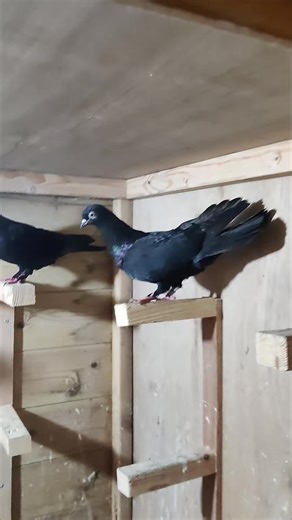 Budapest Highflyer pigeons 🇬🇧 #tipplers #birminghamrollers #budapest #pakistani #pigeon