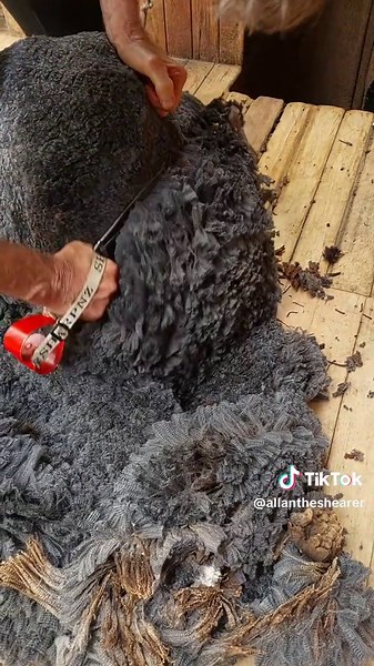 Mastering Blade Shearing of Dark Grey Merino Sheep