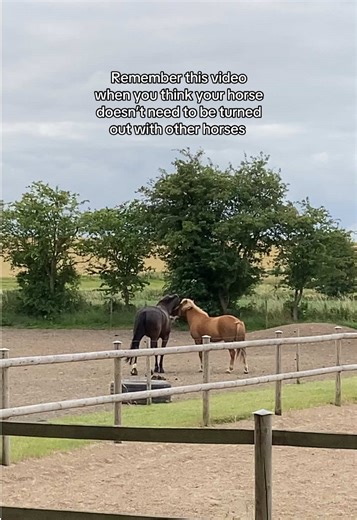 #horse #horses #fyp #foryour