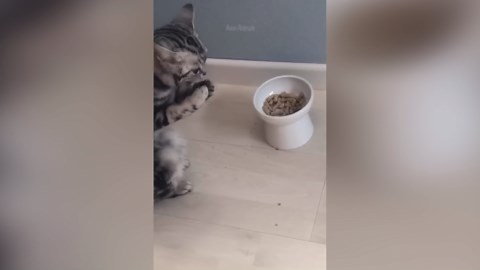 The Ultimate Funny Cat Compilation – Laugh Until You Cry!