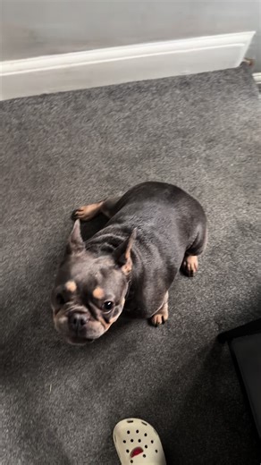 After Bath Zoomies: Hilarious Dog Moments