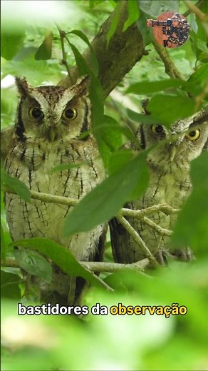 Corujinha-do-Mato | Registros Incríveis na Natureza