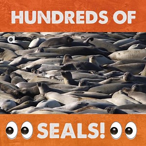13K views · 173 reactions | Coyote comes across hundreds of seals! | Coyote Peterson | Facebook