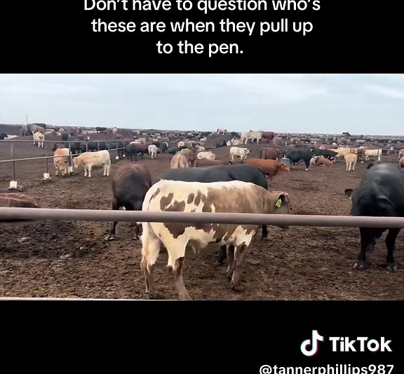 Understanding Crossbred Cattle in Feedlots