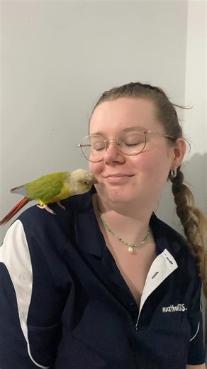 🐦💛 Hand-Raised Conure Birds In-Store! 💛🐦 Our gorgeous handraised conure birds are now in-store — and we’re taking deposits now! These playful, affectionate little companions make amazing pets, and we’ve got everything you need to care for them, from food and toys to cages and expert advice. Come visit us at MacArthur Pets & The Reptile Shop in Gregory Hills, NSW, and chat with one of our friendly team members today. We’re always happy to help you find the perfect new addition to your family!