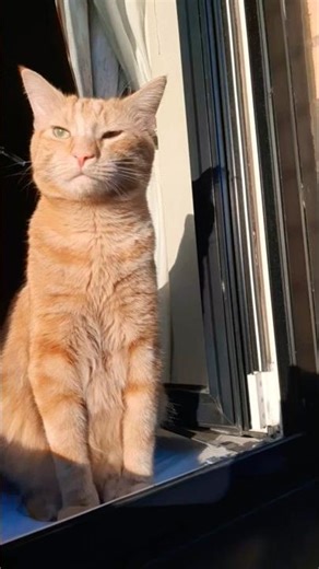 When you just rolled out of bed, but the universe starts playing the Lion King soundtrack 🥱😳