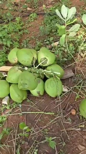 Contact for more details +91 79736 93549#wholecoconut #coconut #fruit #freshcoconut