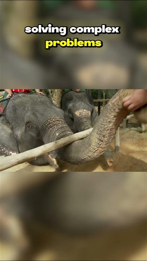 Top Ten Animals with the Best Memory: Animal Memory vs. Humans