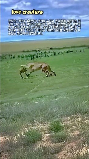 가장 빠른 맹수 치타를 단숨에 쫓아내 버린 어미의 분노 #wildlife #nature #hunt #predator #africa