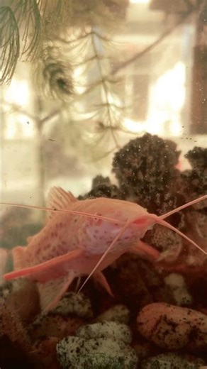 51_ Colorful Nice Fish #shorts #fish